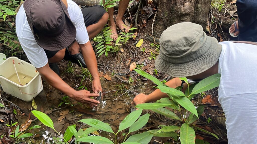 Suasana prosesi penebaran benih Betta miniopinna